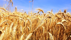 Audizione al Senato, Agrinsieme: sviluppare filiera italiana di qualità grano duro-pasta